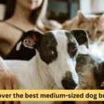 httpsrazasdeperros.netmedianos Discover the best medium-sized dog breeds Discover the best medium-sized dog breeds